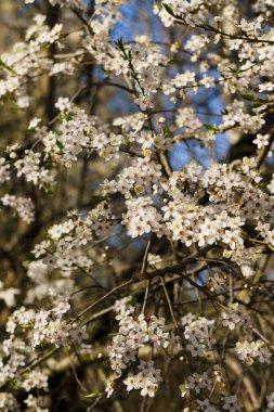 Bahar bahçesindeki bir dalda sarı puding bulunan kiraz eriğinden beyaz çiçekler.