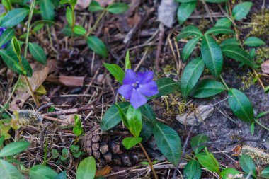 Ormanda ilkbaharın başlarında yeşil yapraklı mavi menekşe çiçekleri
