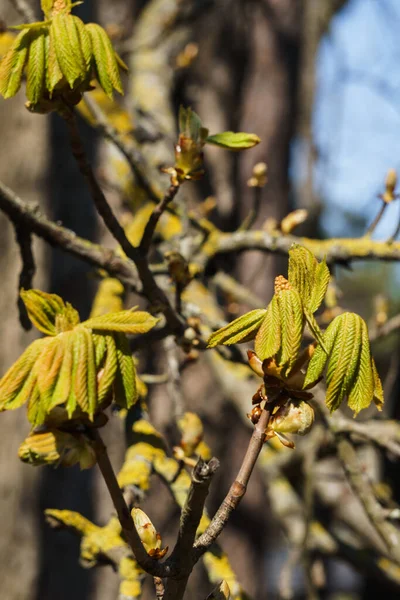 Blühende Blätter Und Knospen Der Rosskastanien Zeitigen Frühling — Stockfoto