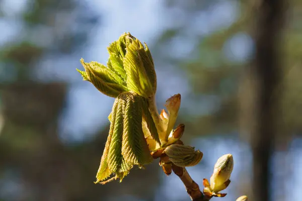 Blühende Blätter Und Knospen Der Rosskastanien Zeitigen Frühling — Stockfoto