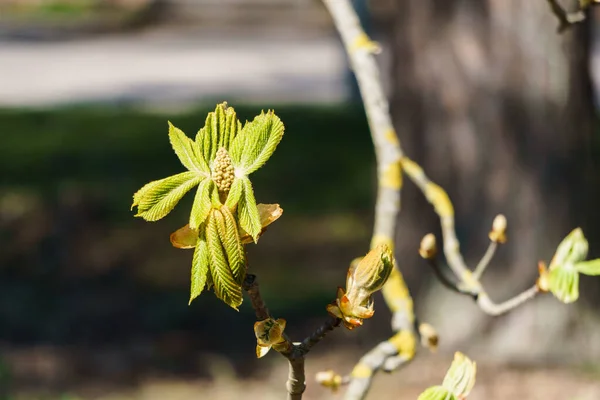 Feuilles Florissantes Bourgeons Fleurs Châtaignier Début Printemps — Photo