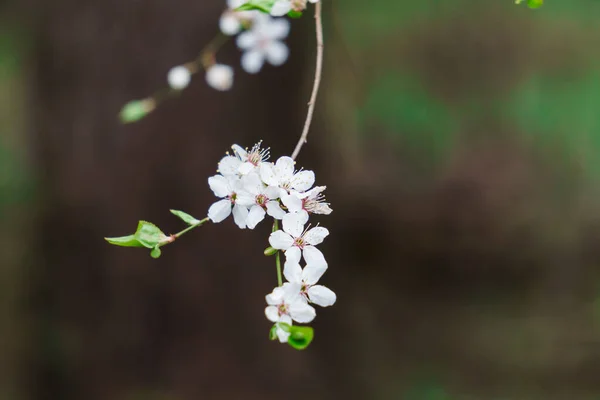 Weiße Blüten Der Kirschpflaume Mit Gelben Staubgefäßen Auf Einem Zweig — Stockfoto