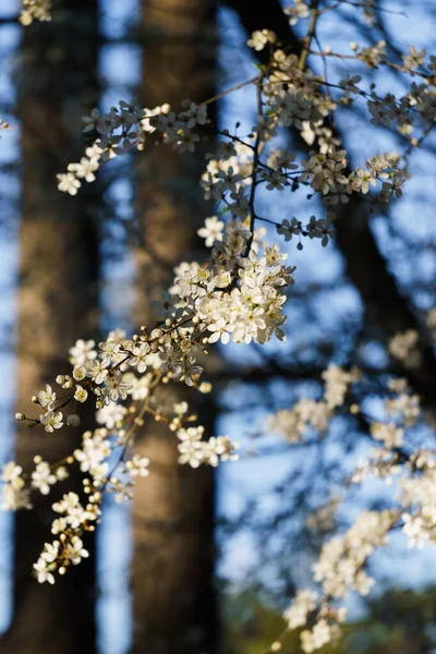 Białe Kwiaty Śliwki Wiśniowej Żółtymi Łodygami Gałęzi Wiosennym Ogrodzie — Zdjęcie stockowe