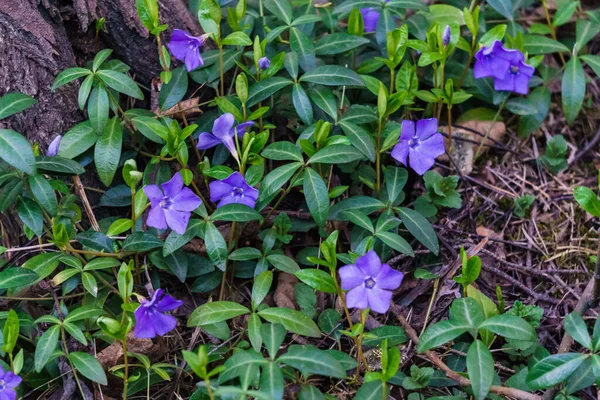 Blue Periwinkle Flowers Green Leaves Early Spring Forest — Stock Photo, Image