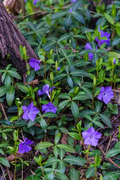 Blå Bläckfisk Blommor Med Gröna Blad Tidigt Våren Skogen — Stockfoto