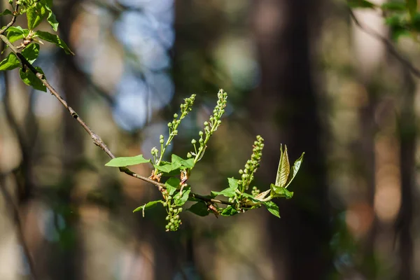 Les Bourgeons Fleurs Vertes Cerise Aviaire Transformeront Bientôt Fleurs Blanches — Photo