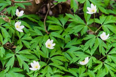 Ormandaki beyaz orman şakayıkları - ahşap şakayık, şakayık. İlk orman çiçekleri