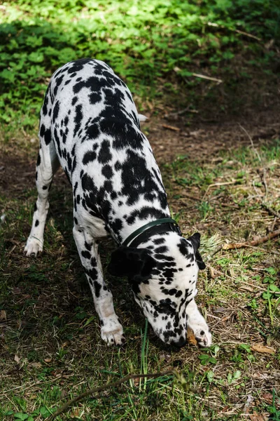 Dalmaçyalı Bir Köpeğin Fotoğrafı Ormanda Yürüyor — Stok fotoğraf