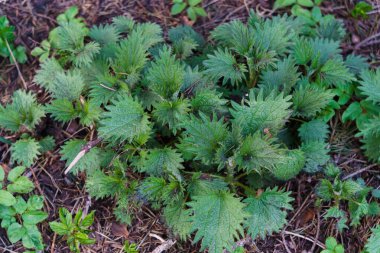 Isırgan otunun fotoğrafı. Yumuşak yeşil yapraklı ısırgan otu. İlk yeşiller