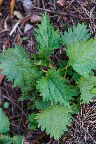 Photo Nettle Plant Nettle Fluffy Green Leaves First Greens — Stock Photo, Image