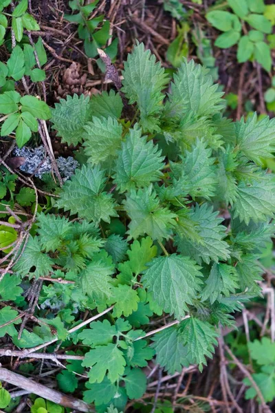 Photo Nettle Plant Nettle Fluffy Green Leaves First Greens — Stock Photo, Image