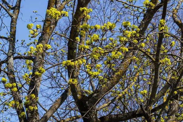 Кленовые Цветы Голых Ветвях Деревьев Цветут Ранней Весной — стоковое фото