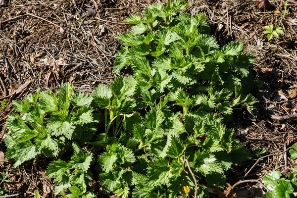 Photo Nettle Plant Nettle Fluffy Green Leaves First Greens — Stock Photo, Image