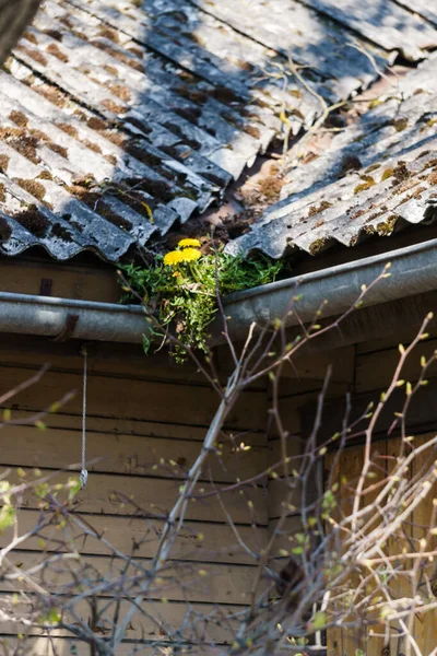 Yellow Dandelions Grew Roof House Blooming Dandelions Close — Stock Photo, Image