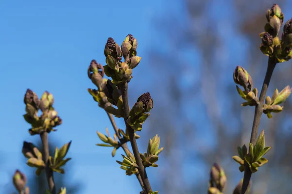 Blühende Knospen Des Flieders Auf Einem Zweig Mit Einem Stiel — Stockfoto