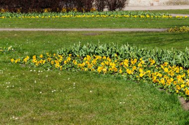 Şehir parkındaki hanım evlatlarından ve diğer çiçeklerden oluşan çok renkli çiçek yatakları.