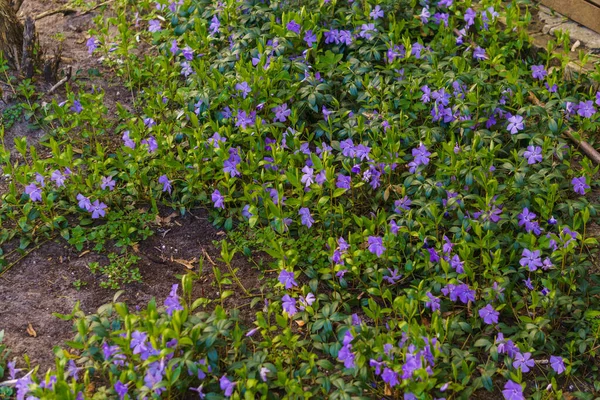 Flores Azul Periwinkle Com Folhas Verdes Início Primavera Floresta — Fotografia de Stock