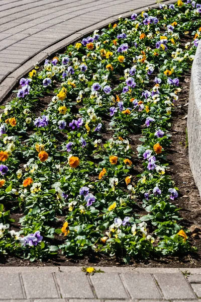 Різнокольорові Клумби Міського Парку — стокове фото