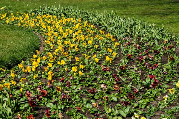 Multicolored Flower Beds Pansies Other Flowers City Park — Stock Photo, Image