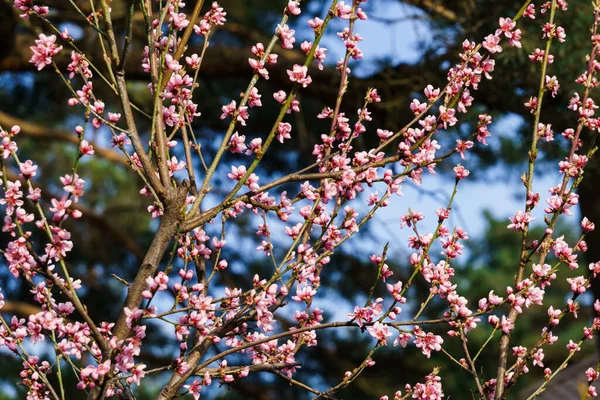 Kruche Różowe Kwiaty Śliwki Gałęzi Wiosennym Ogrodzie — Zdjęcie stockowe
