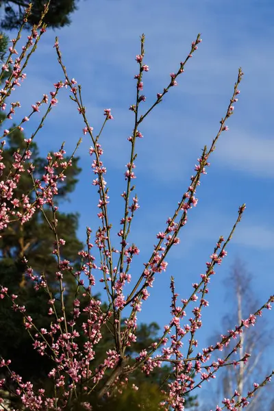 Zarte Rosa Pflaumenblüten Auf Einem Zweig Frühlingsgarten — Stockfoto