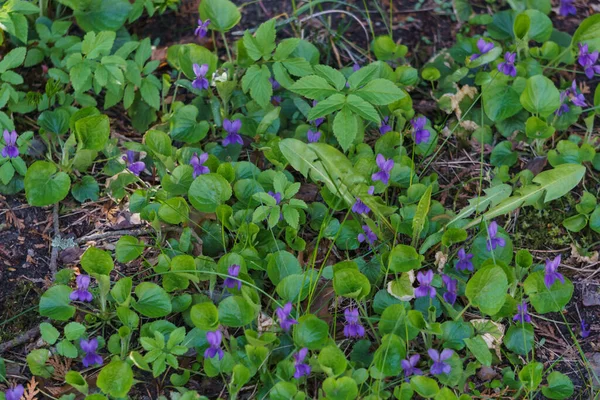 Bosque Violeta Con Flores Púrpuras Claro Bosque Primavera —  Fotos de Stock