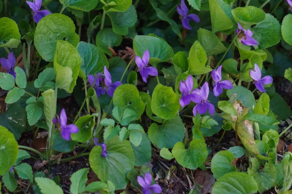 Foresta Viola Con Fiori Viola Una Radura Nella Foresta Primaverile — Foto Stock