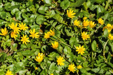 Bahar Chistyak. Ormanda baharın sarı çiçekleri Chistyak.