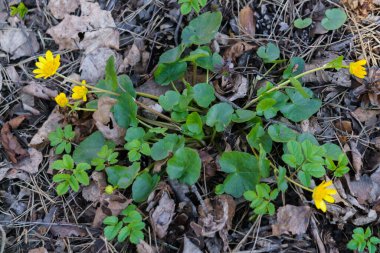 Bahar Chistyak. Ormanda baharın sarı çiçekleri Chistyak.