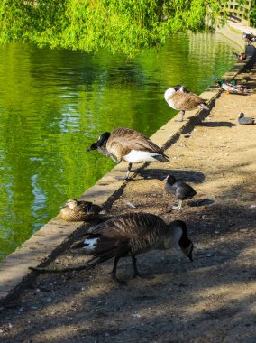 Şehir parkındaki göletin kıyısındaki yaban ördekleri ve kazlar..