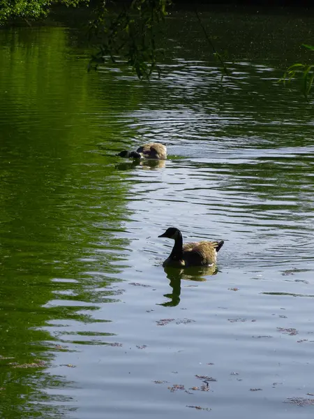 Wildgänse schwimmen in einem Teich im Stadtpark. — Stockfoto