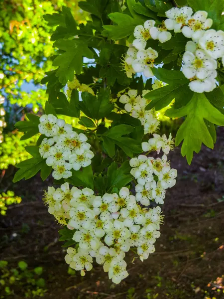 Witte bloemen van meidoorn op takken in een voorjaar park. — Stockfoto