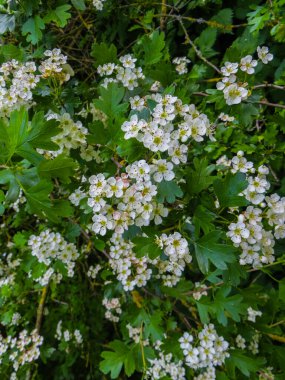 Bahar parkında dallardaki beyaz dikenli çiçekler..