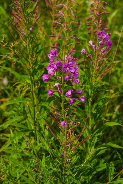 Blühender Trieb Des Iwan Tees Epilobium Schmalblättrig — Stockfoto