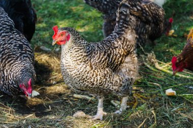 Kümes hayvanları. Doğada çeşitli türlerde tavuklar var.