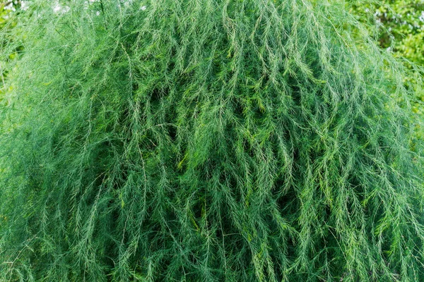Large Fluffy Bush Small Green Leaves Edible Asparagus — Stock Photo, Image