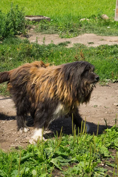 Anjing Besar Berkarat Ditumbuhi Wol — Stok Foto