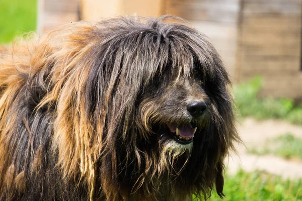 Rustikaler Großer Zotteliger Hund Mit Wolle Überwachsen — Stockfoto