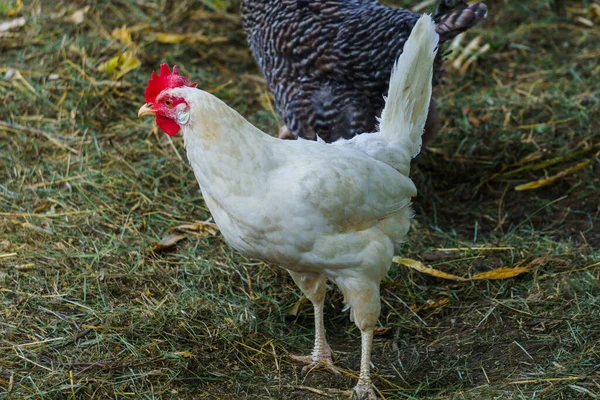 Köyde Çeşitli Türlerde Tavuklar Var Beyaz Meraklı Tavuk — Stok fotoğraf
