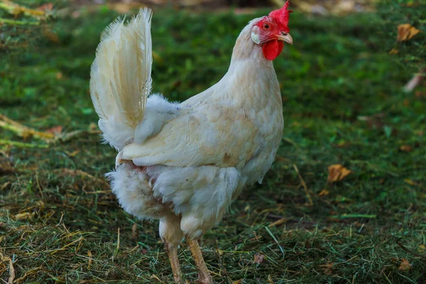 Köyde Çeşitli Türlerde Tavuklar Var Beyaz Meraklı Tavuk — Stok fotoğraf