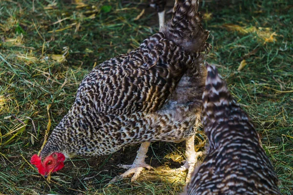 Drůbeží Slepice Slepice Různých Plemen Vesnici Přírodě — Stock fotografie