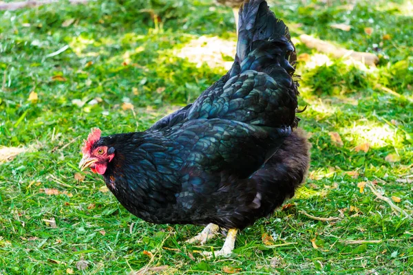Черная Курица Шикарным Оперением Деревне Природе — стоковое фото