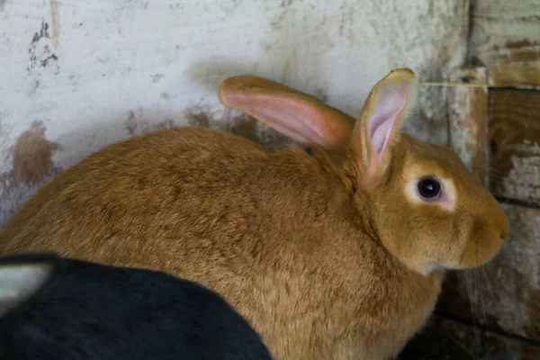 Червоний Кролик Клітці Фермі — стокове фото