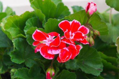 Duvardaki sardunya çiçeğinin parlak pembe tomurcuğu