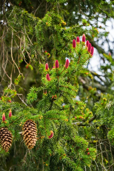 Cônes Fleurs Rouges Milieu Des Aiguilles Sur Les Branches Sapin — Photo