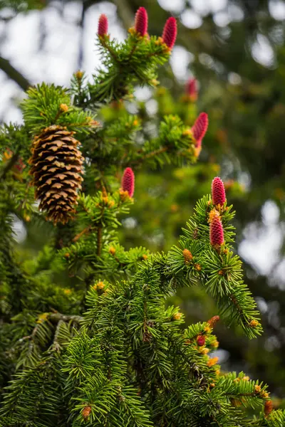 Red Flower Cones Middle Needles Fir Branches — Stock Photo, Image