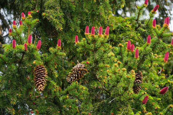 モミの枝に針の中央に赤い花のコーン — ストック写真