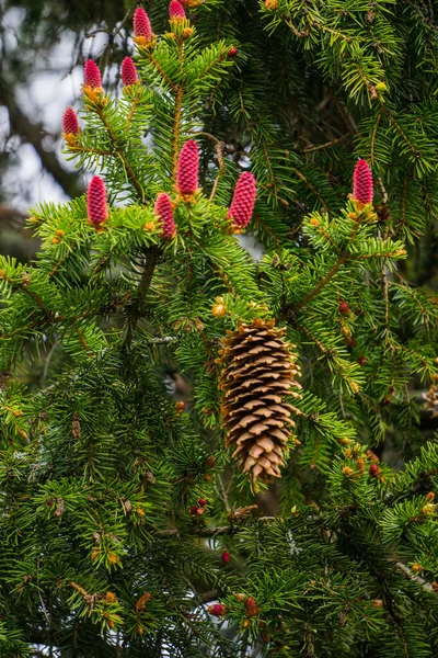 Cones Flor Vermelha Meio Agulhas Ramos Abeto — Fotografia de Stock