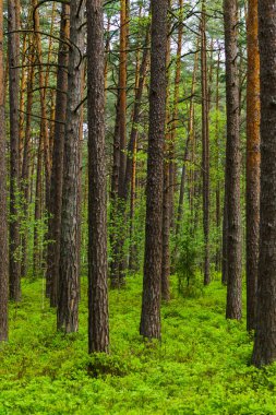 Baharda yeşil yaban mersini yaprakları, bir çam ormanının ortasında