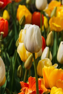 Çiçeklikteki diğer çiçeklerin arka planında güzel beyaz laleler var.